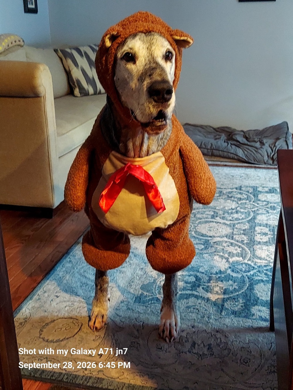 Halloween Teddy Costume XXL 🐾